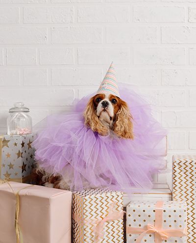Aristocratic noble cavalier king charles spaniel dressed in purple festive outfit and hat for party