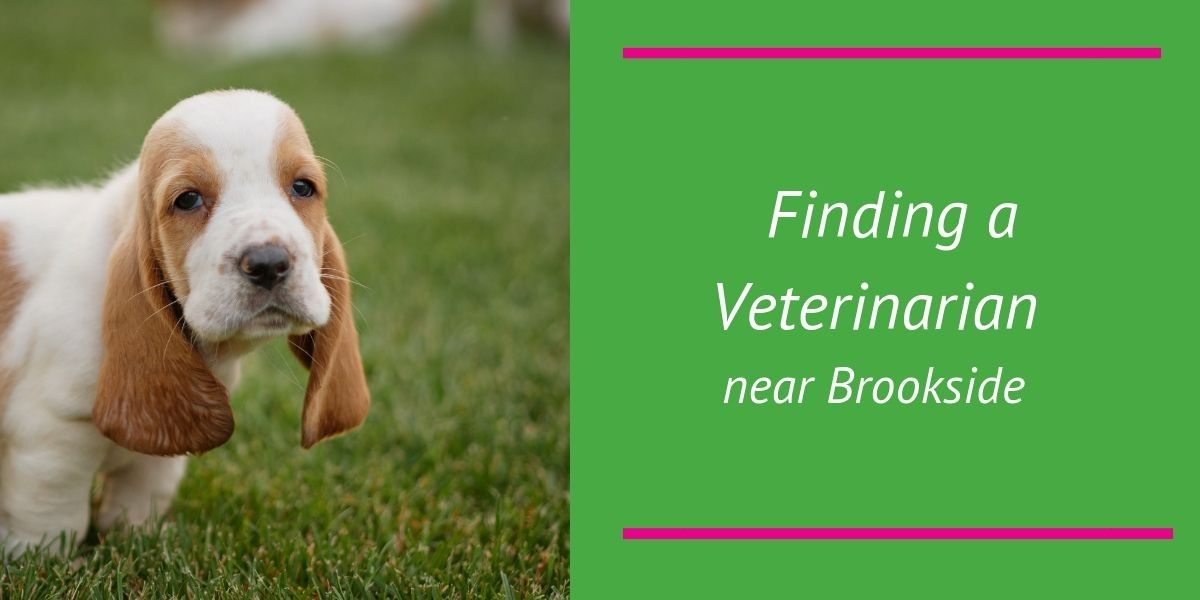 Finding-a-Veterinarian-Near-Brookside