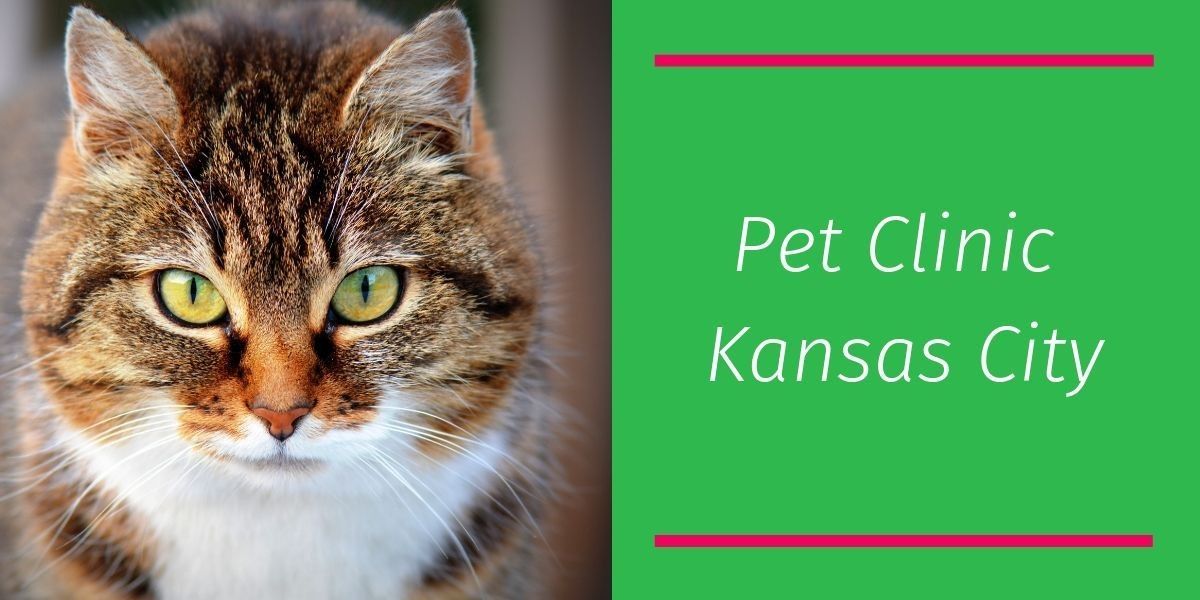 Pet Clinic Kansas City Blog
