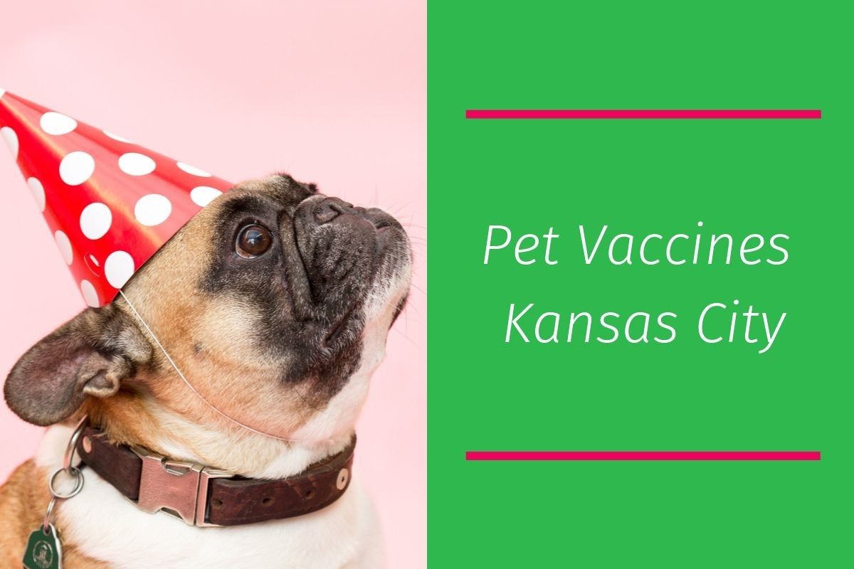 Pet-Vaccines-Kansas-City