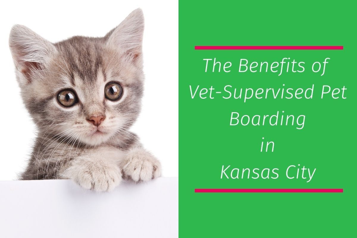 The-Benefits-of-Vet-Supervised-Pet-Boarding-in-Kansas-City