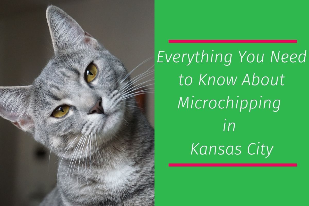 Everything-You-Need-to-Know-About-Microchipping-in-Kansas-City