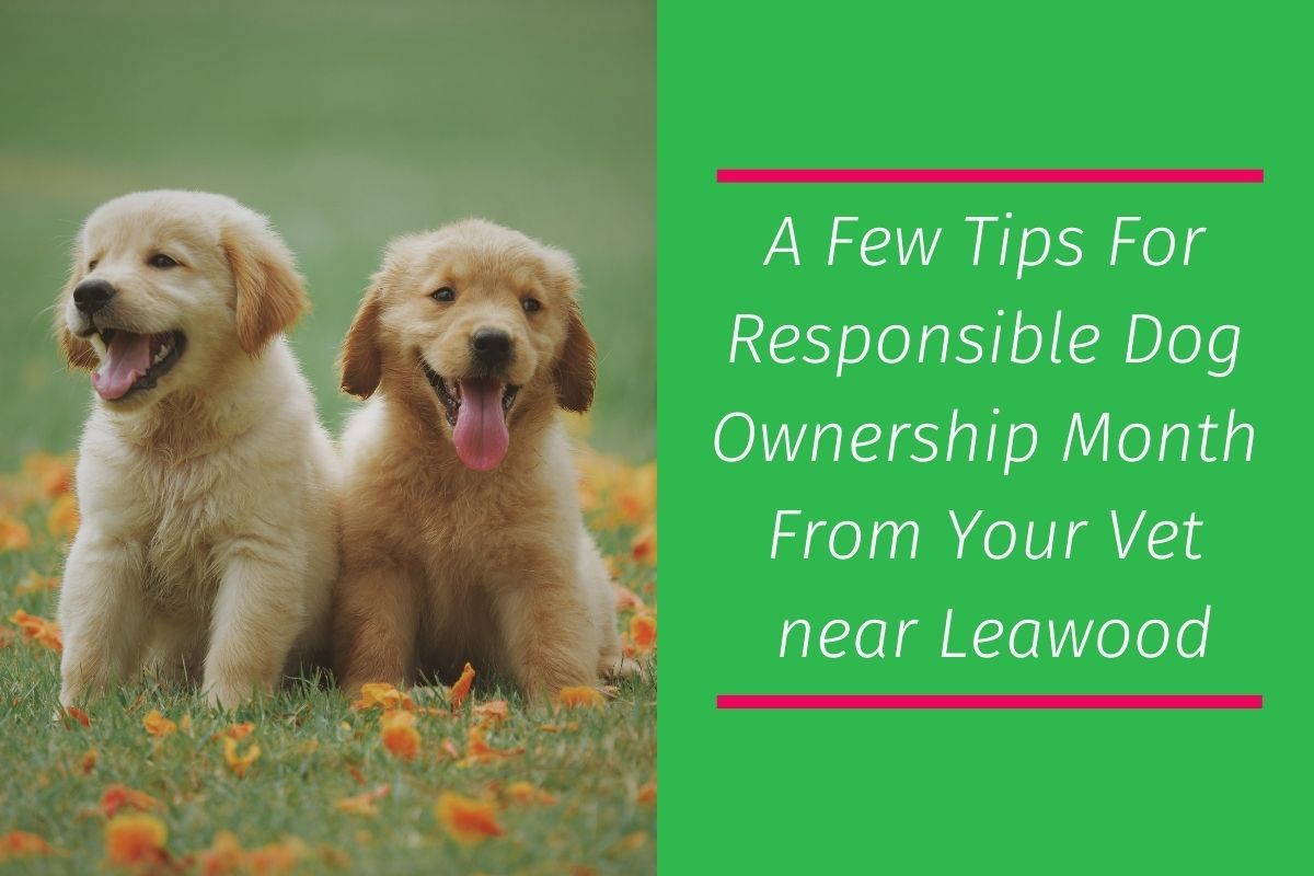 A-Few-Tips-For-Responsible-Dog-Ownership-Month-From-Your-Vet-near-Leawood