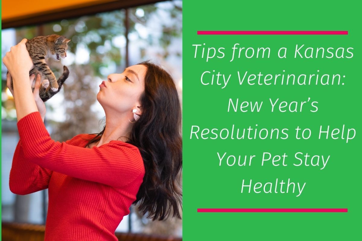 20220119-060222Tips-from-a-Kansas-City-Veterinarian-New-Years-Resolutions-to-Help-Your-Pet-Stay-Healthy