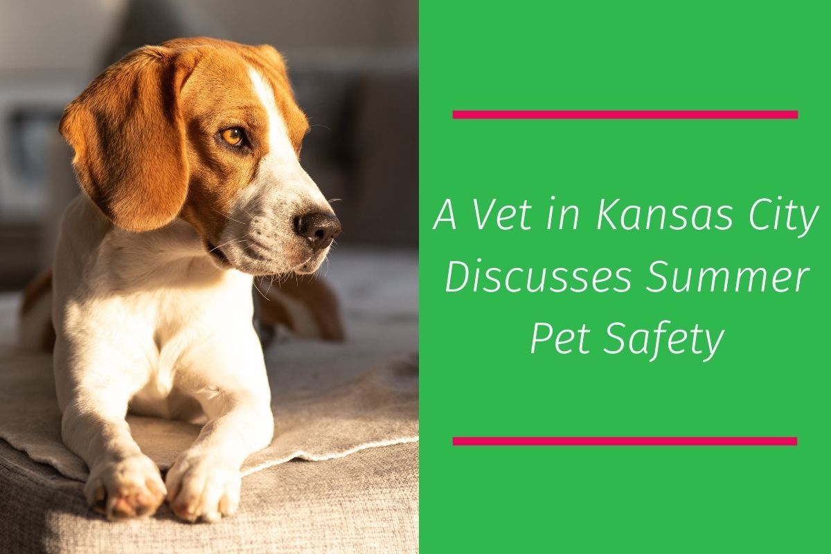 20220525-061220A-Vet-in-Kansas-City-Discusses-Summer-Pet-Safety