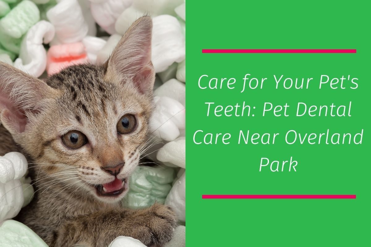 20220929-062511Care-for-Your-Pets-Teeth-Pet-Dental-Care-Near-Overland-Park