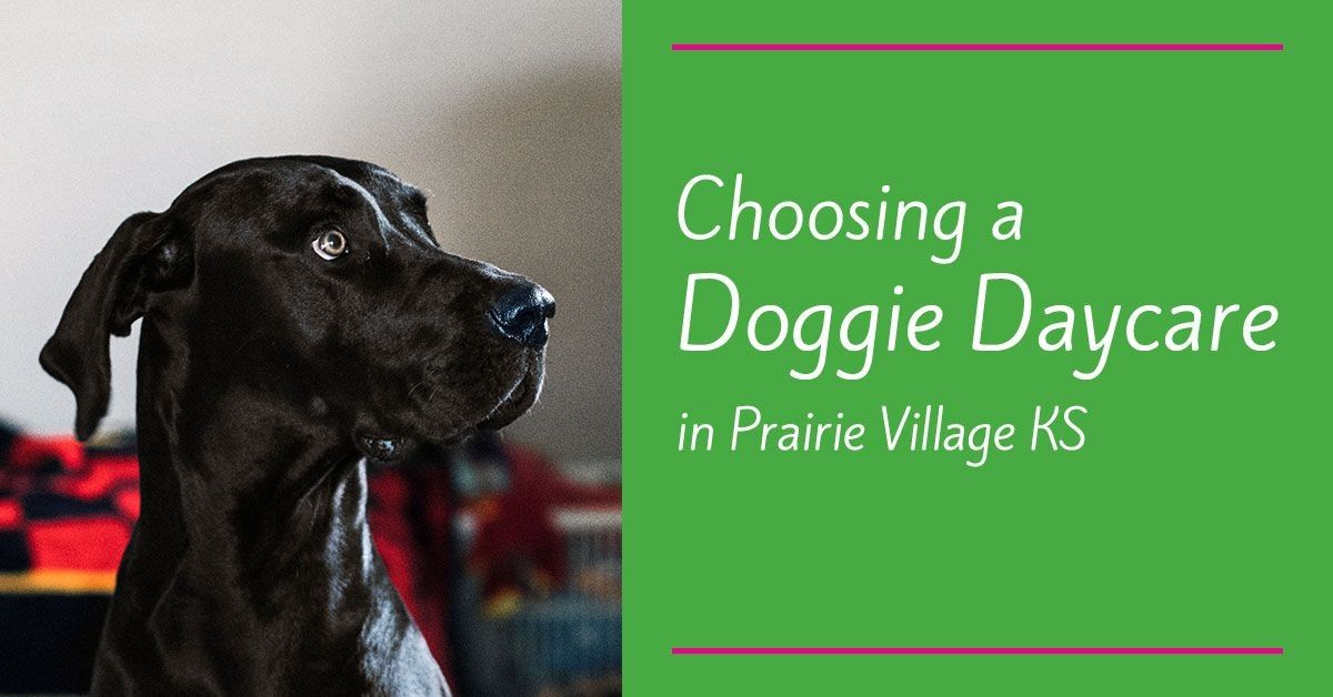 dog-daycare-prairie-village-ks