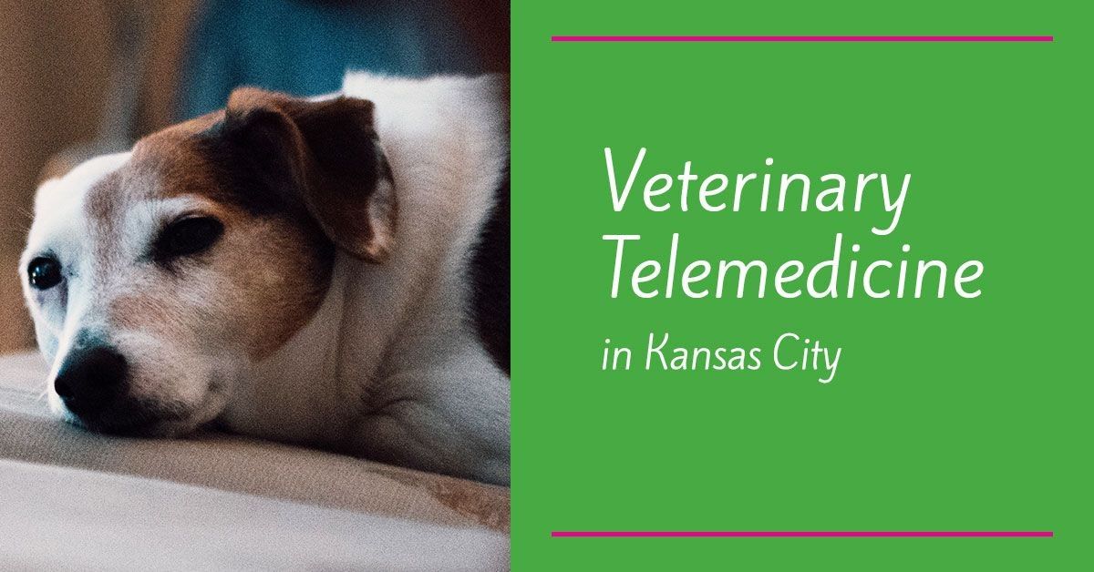 veterinary-telemedicine-kansas-city