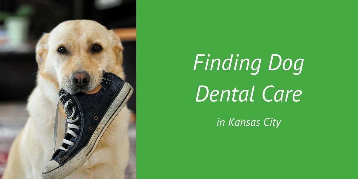 Finding-Dog-Dental-Care