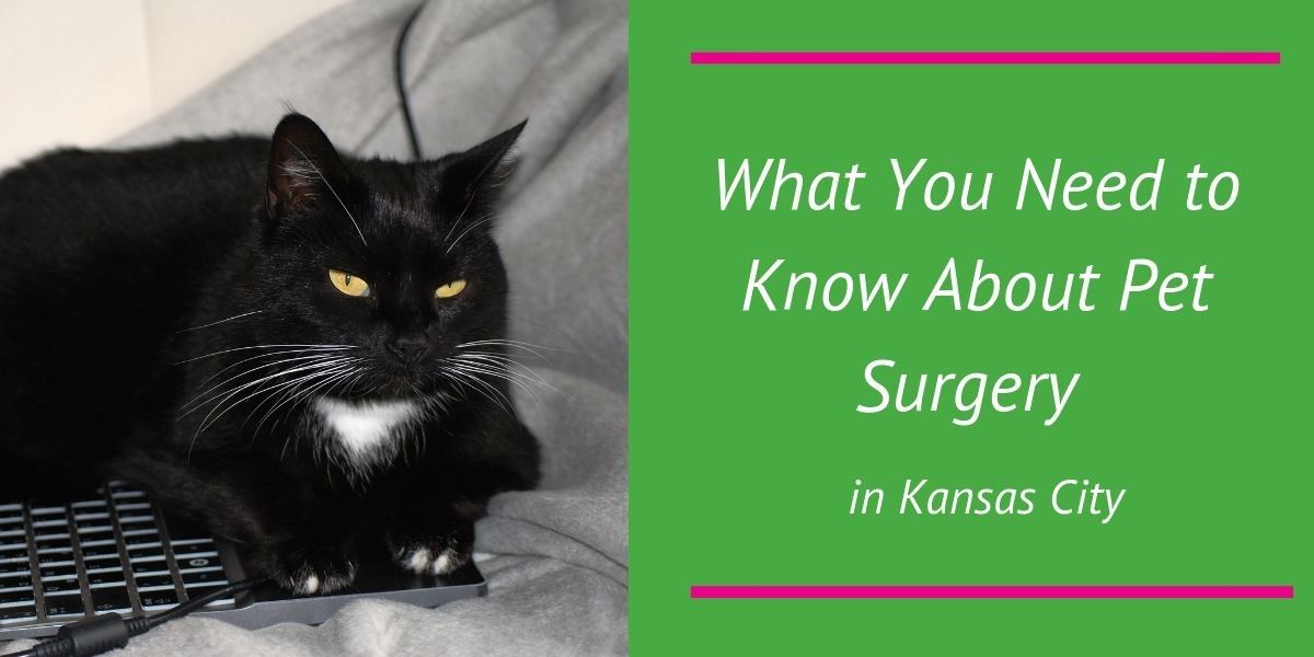 What-You-Need-to-Know-About-Pet-Surgery-in-Kansas-City