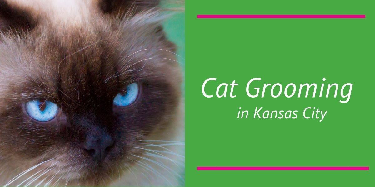 Cat Grooming in Kansas City Blog