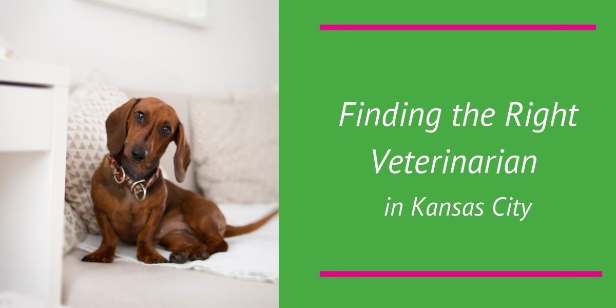 Finding-the-right-veterinarian-in-Kansas-City