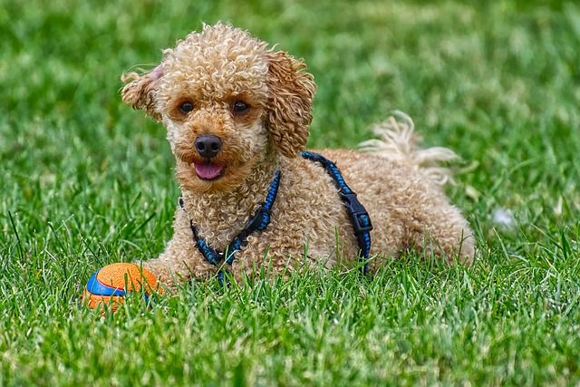 Veterinarian Kansas City