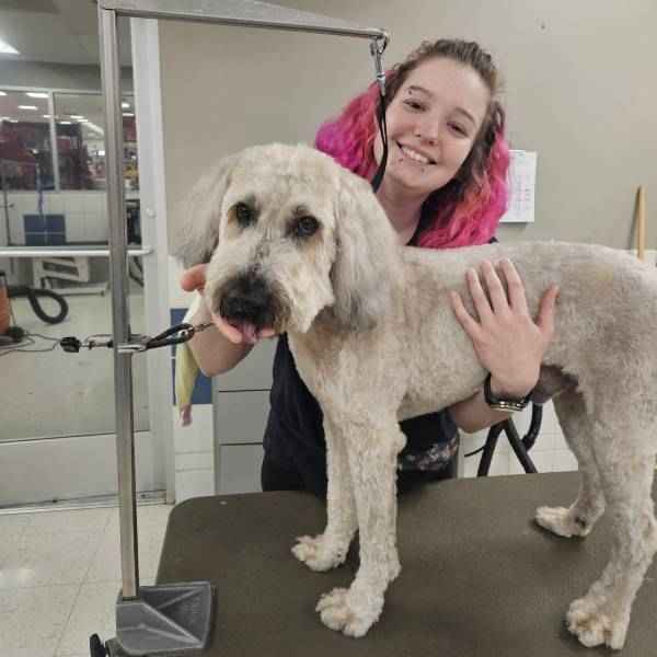 A woman with pink hair smiling behind a groomed dog on a table.