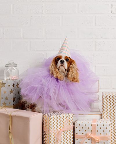 Dog in a purple tutu and party hat surrounded by gift boxes.