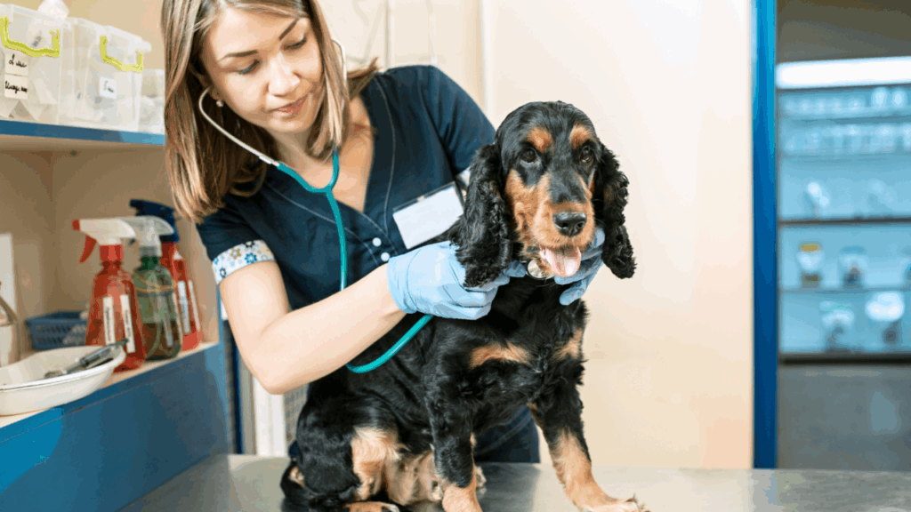 Veterinarian examining a cheerful black and tan Cocker Spaniel in a clinic.