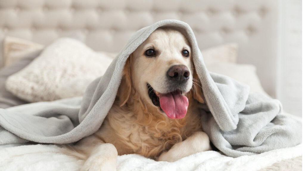 Golden retriever wrapped in a gray towel, happily lounging on a bed.