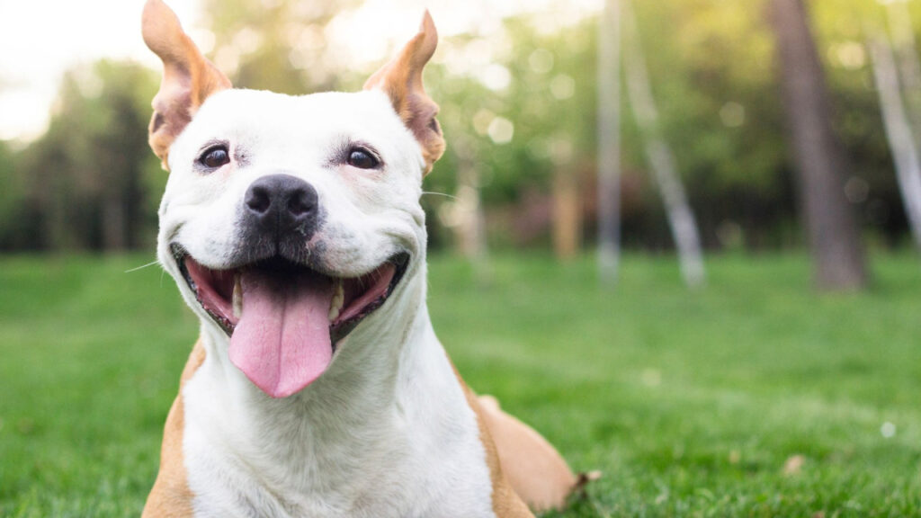 Happy white and tan dog with ears up and tongue out in a grassy field.