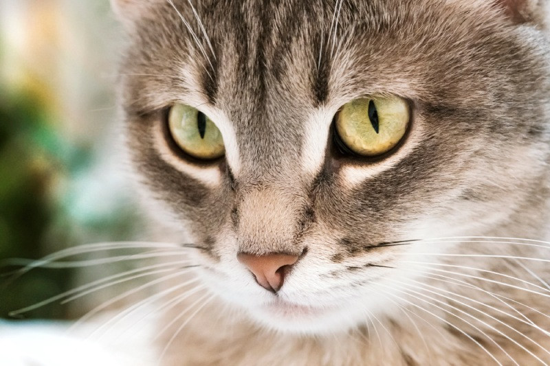 Close-up of a gray tabby cat with striking yellow eyes.