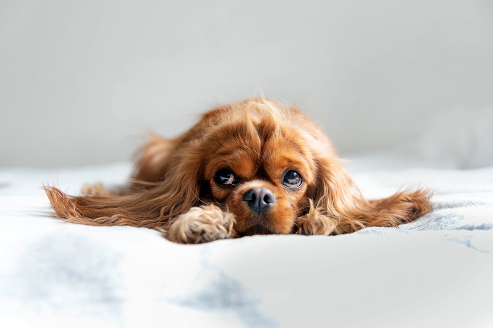 Cavalier King Charles Spaniel laying down with a sad expression.