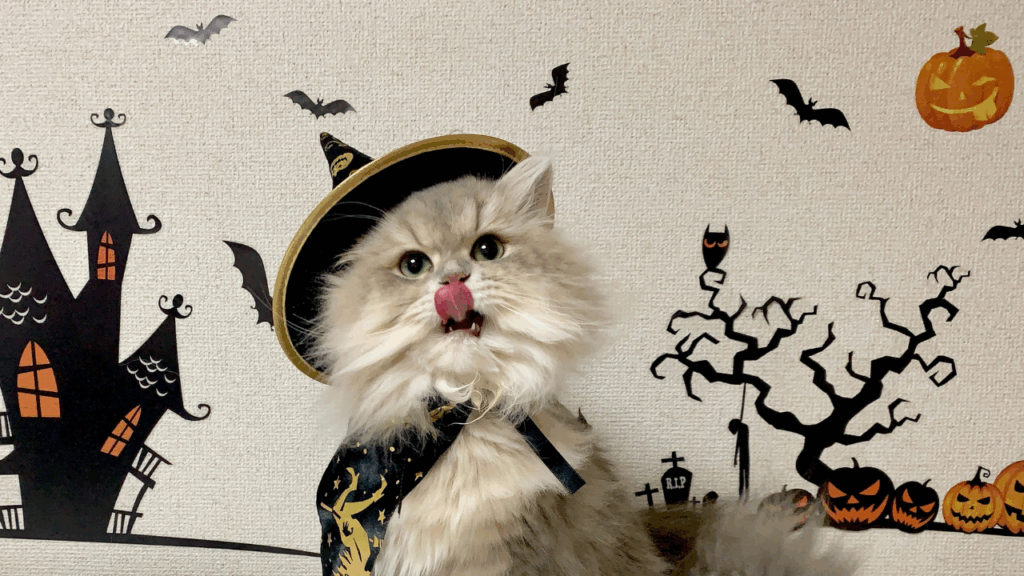 Fluffy gray cat in a witch hat licking its nose, Halloween-themed backdrop.