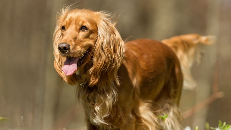 Golden cocker spaniel dog with a floppy ear and wagging tail in a sunny outdoor setting.