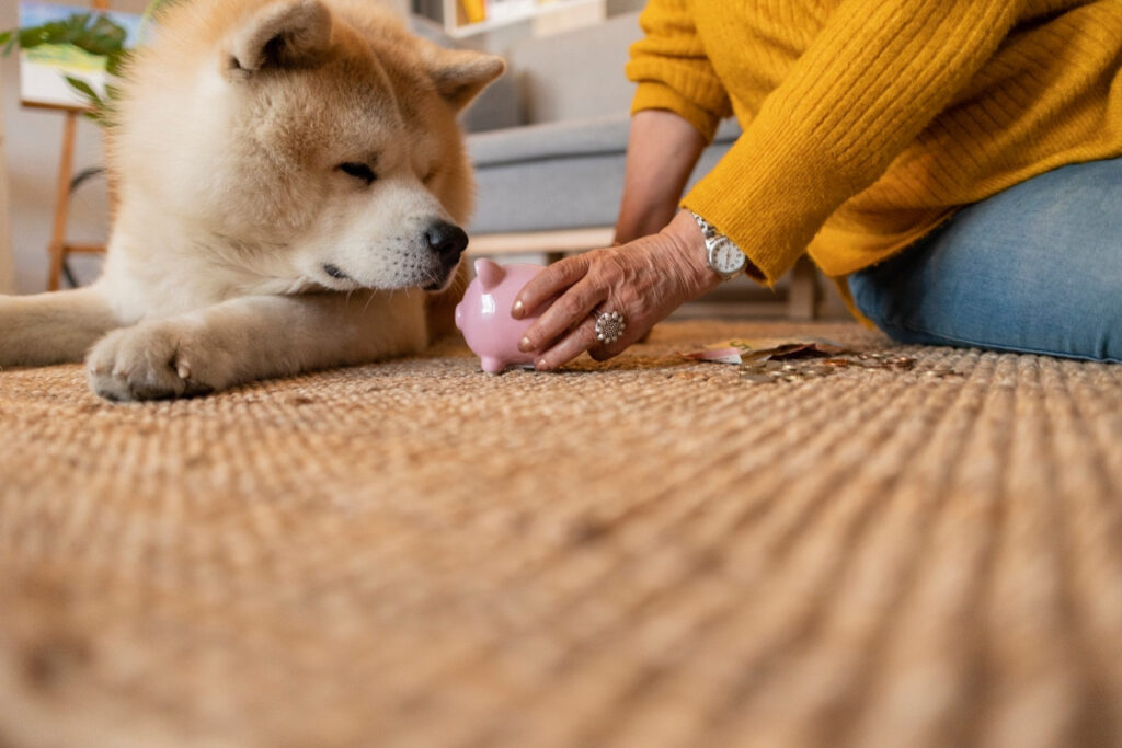 A woman shows a pink piggy bank to an attentive Akita dog on a carpeted floor.