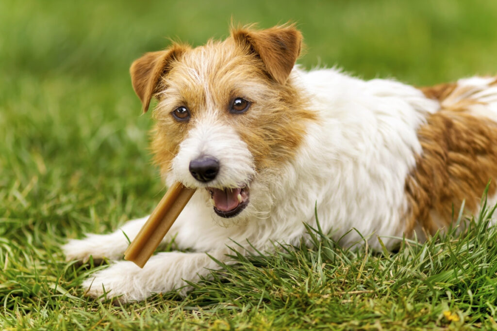 A small, scruffy dog chewing on a bone in the grass.