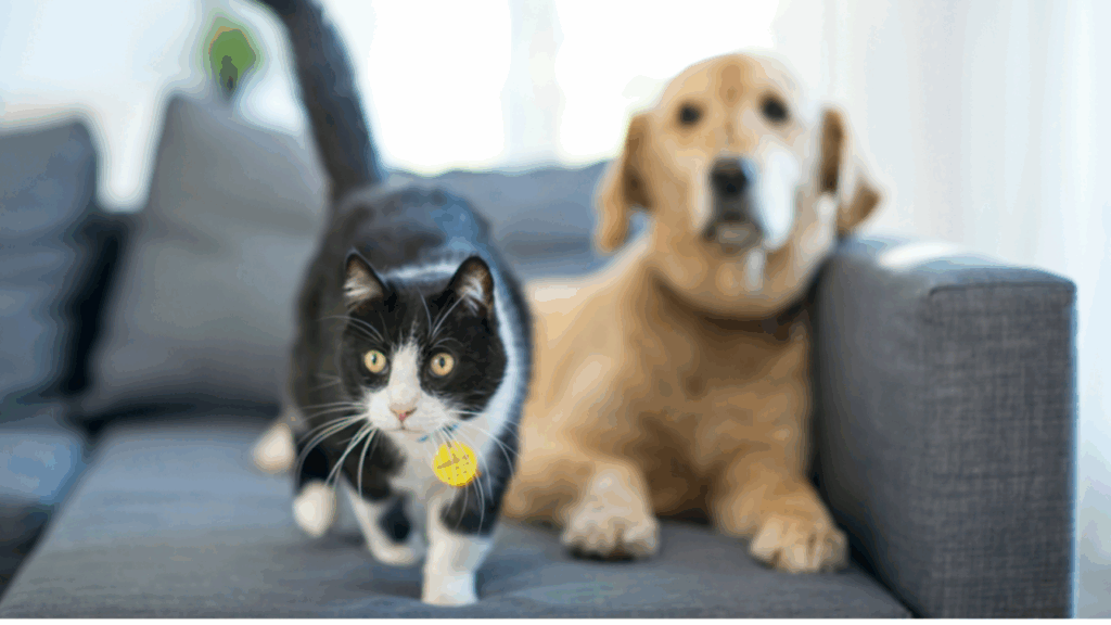 A tuxedo cat and a golden retriever sitting on a couch, both looking at the camera.