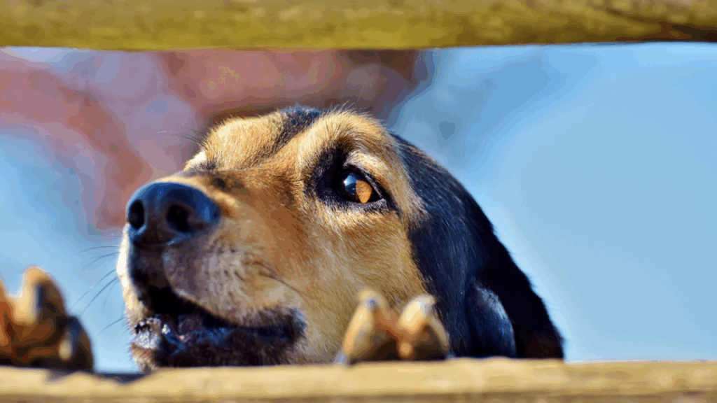 Close-up of a dog peeking over a wooden fence, its eyes and nose clearly visible.