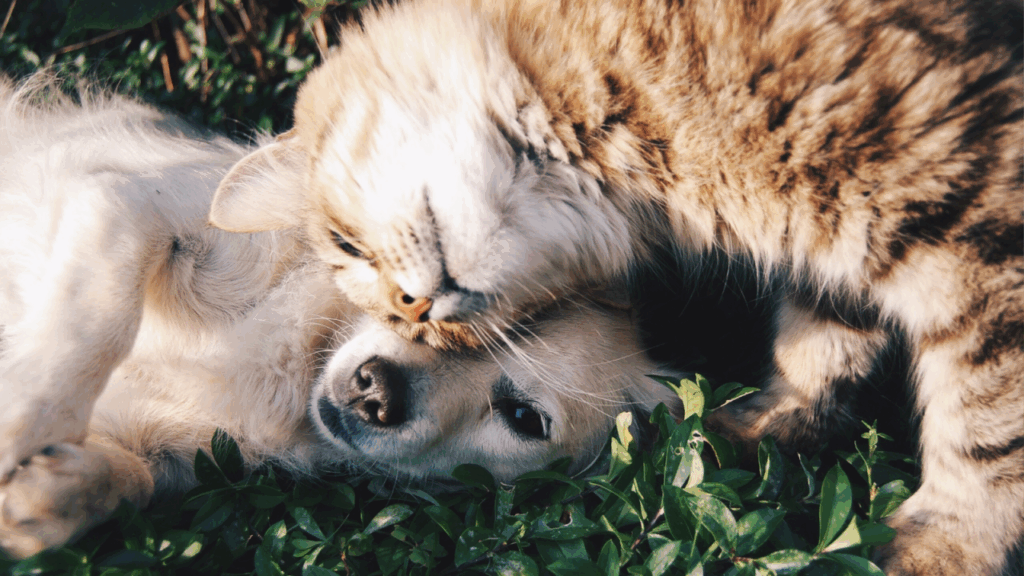 A cat snuggling its head against a lying dog in grass.
