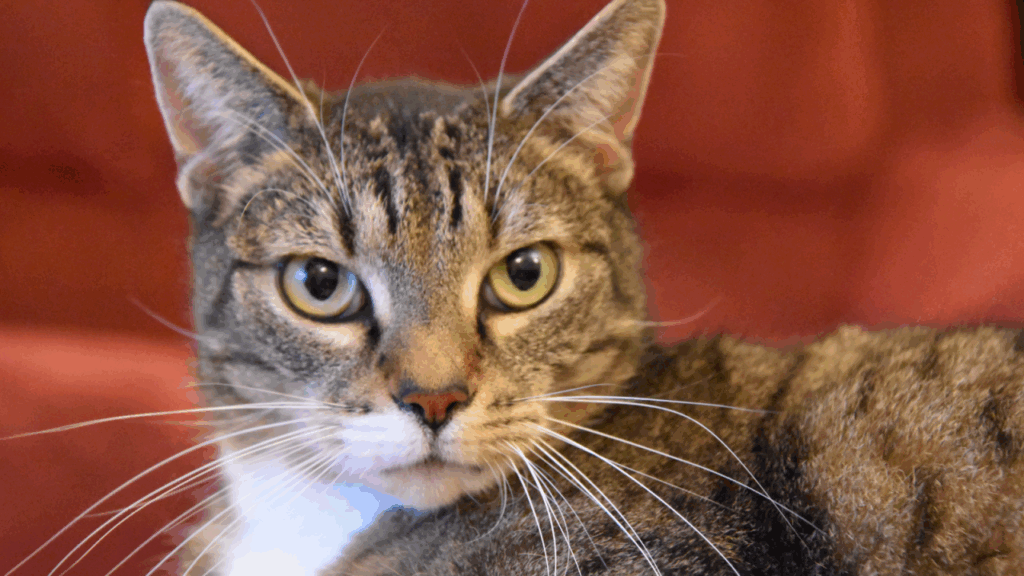 Close-up of a tabby cat with green eyes looking at the camera.