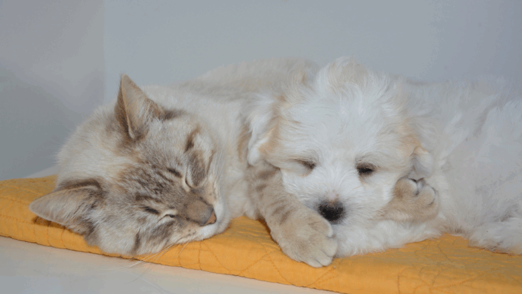 A cat and a puppy sleeping together on a yellow cushion.