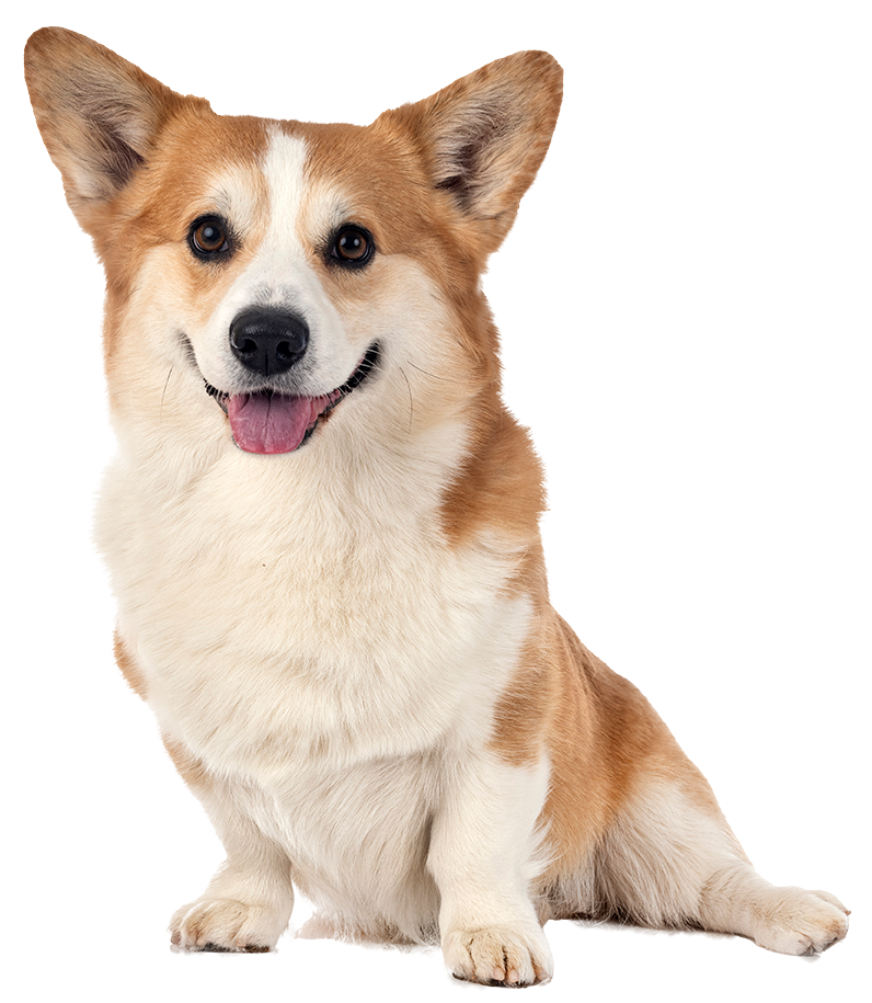 A smiling Corgi sitting, looking straight ahead.
