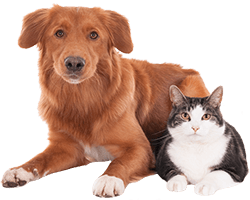 Golden retriever dog and a grey and white cat sitting together.