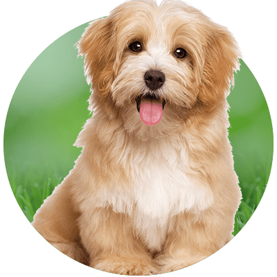 Small tan and white dog sitting on grass, looking forward with its tongue out.