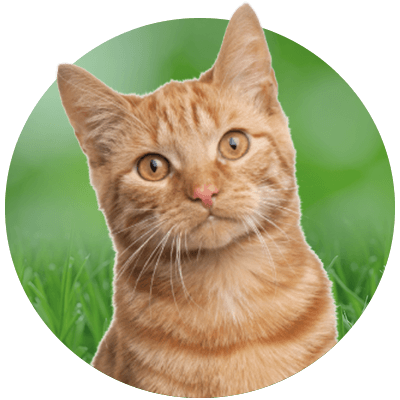 Orange tabby cat with a focused expression sitting in grass.