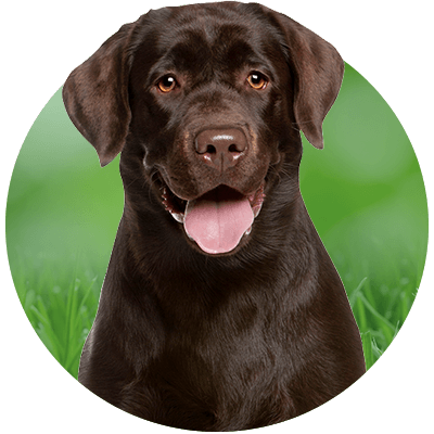 A chocolate Labrador retriever smiling against a grassy background.
