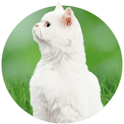 A white cat looking upwards intently, sitting in grass.