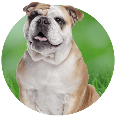 Bulldog sitting on grass with its tongue out.