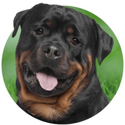 Close-up of a smiling Rottweiler with a lush green backdrop.