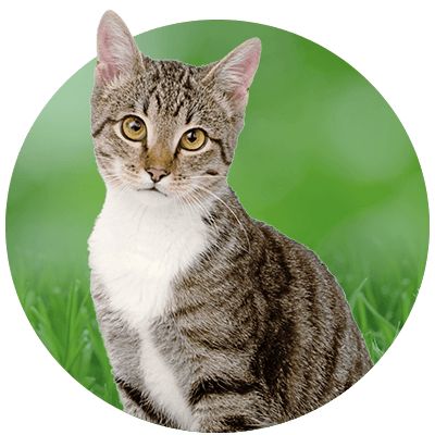 Close-up of a gray and white striped cat sitting on grass.
