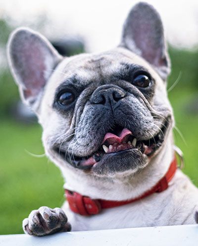 French Bulldog with a wide grin and red collar, looking upwards.