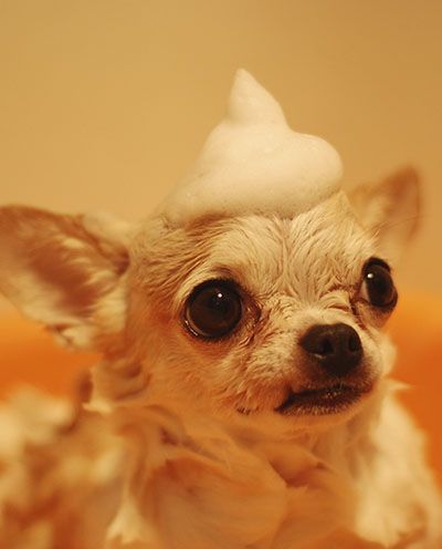 Chihuahua with a whipped cream hat looking surprised.