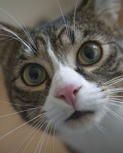 Close-up of a curious cat with striking green eyes and a pink nose.