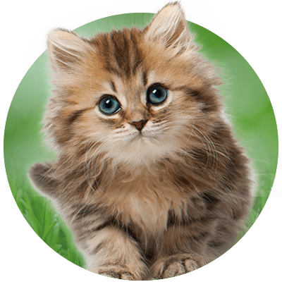 Fluffy brown kitten with striking blue eyes sitting in grass.