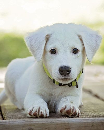 White puppy with floppy ears wearing a green collar, lying on a wooden surface.