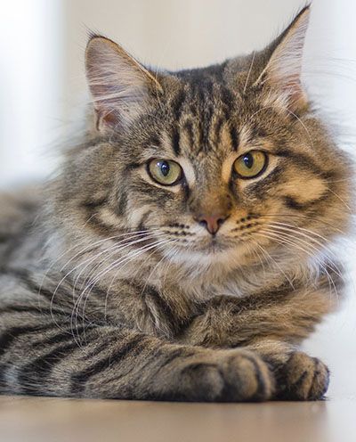 Fluffy tabby cat with striking yellow eyes resting on a surface.
