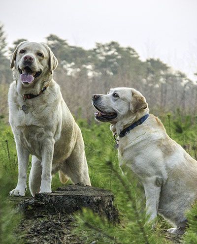 Two Labrador Retrievers, one standing on a stump and one beside it, in a wooded area.