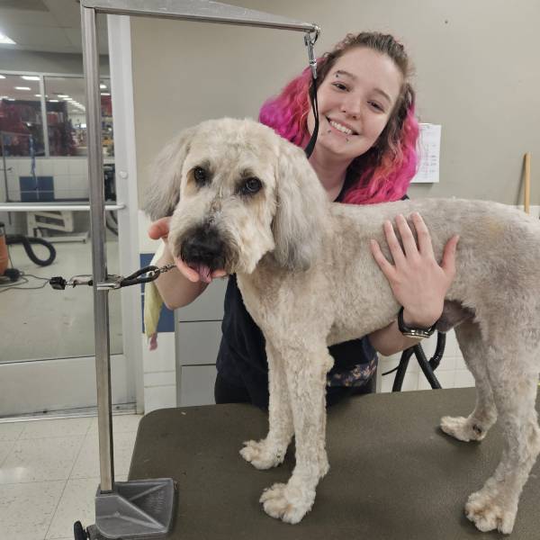 A young woman with pink hair grooming a large, freshly-trimmed dog on a table.
